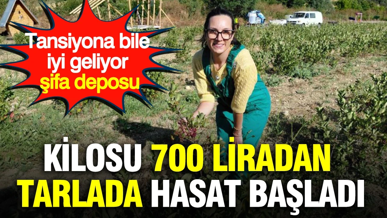 Kilosu 700 liradan tarlada hasat başladı: Tansiyona bile iyi geliyor şifa deposu