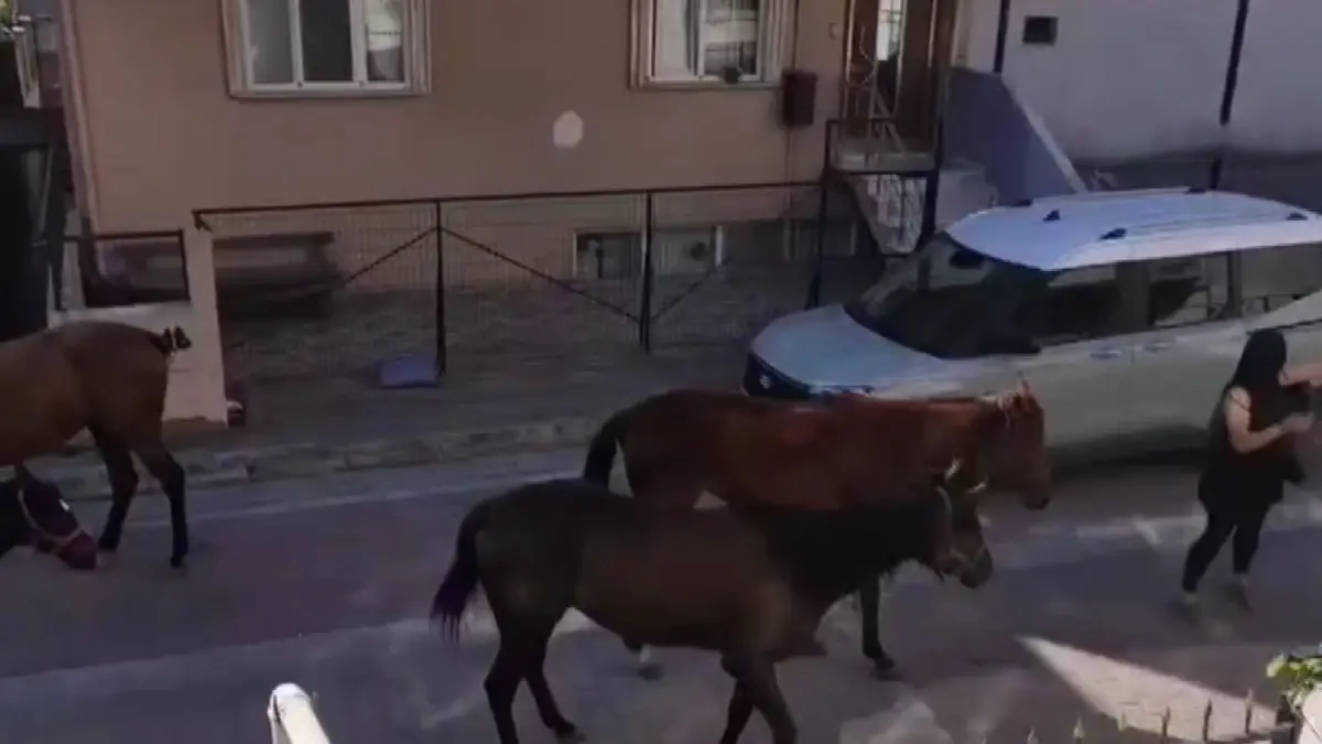 İstanbul'un göbeğinde görenleri hayrete düşürdü! Başıboş atlar tehlike saçtı