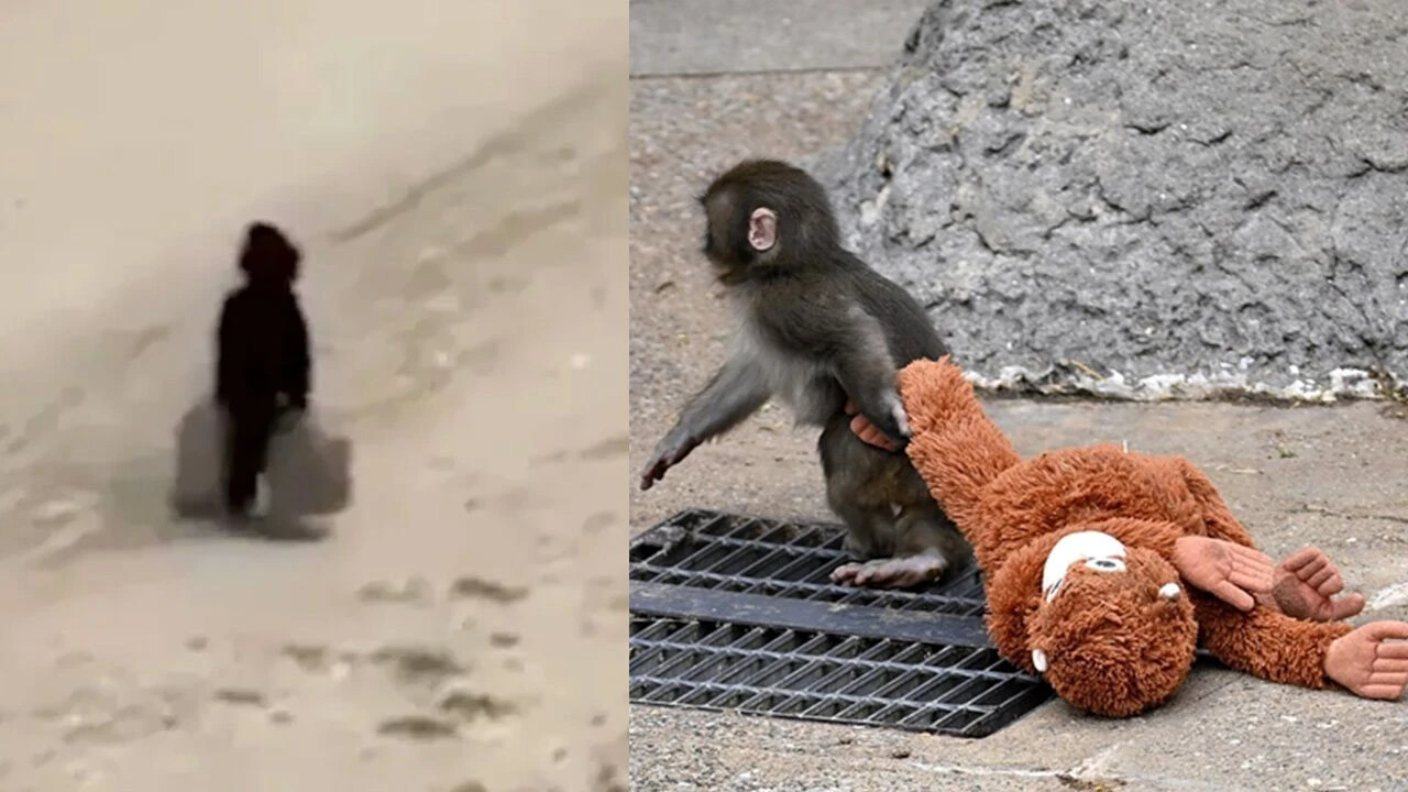 Hangi Acı Havalı?