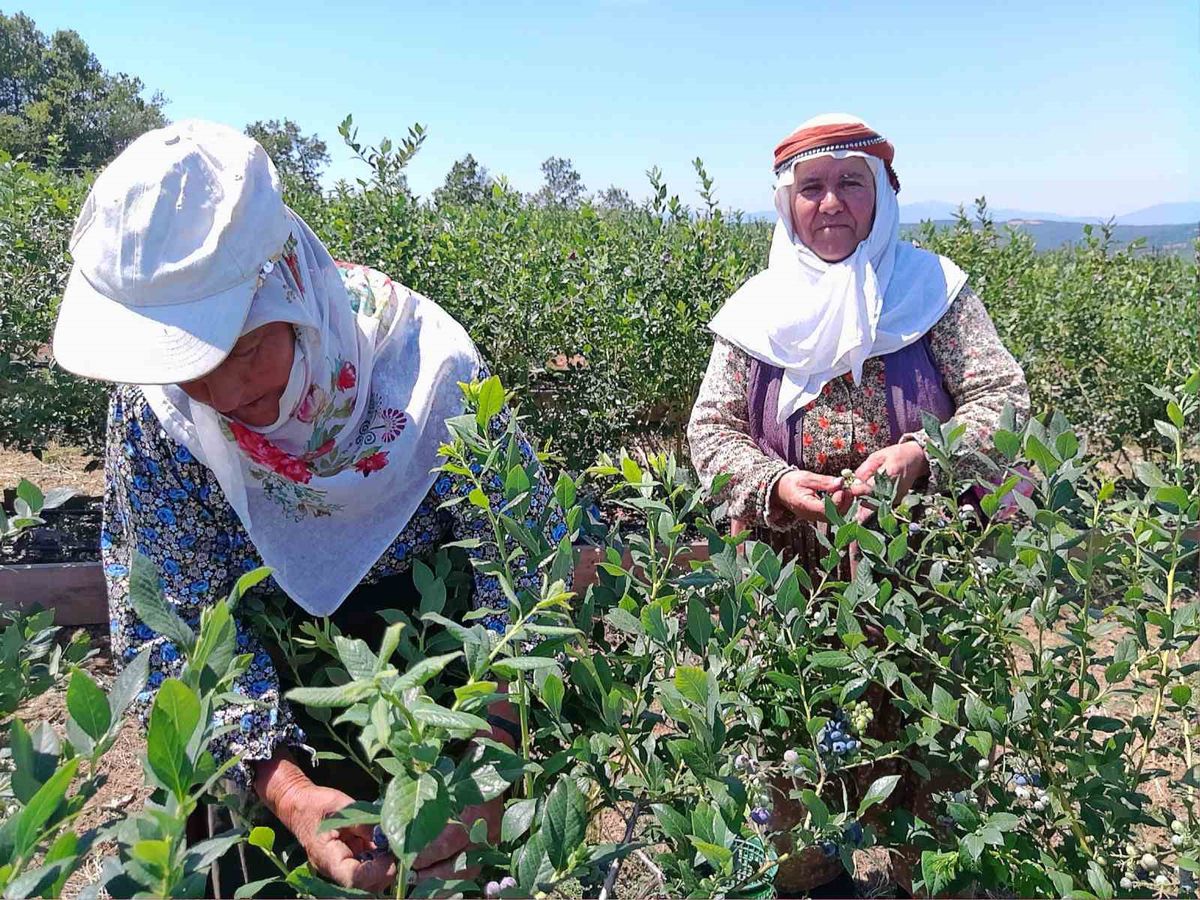 Bilecik’te kurak araziye kurulan yaban mersini bahçesinde ilk hasat başladı: 6 ton ürün bekleniyor