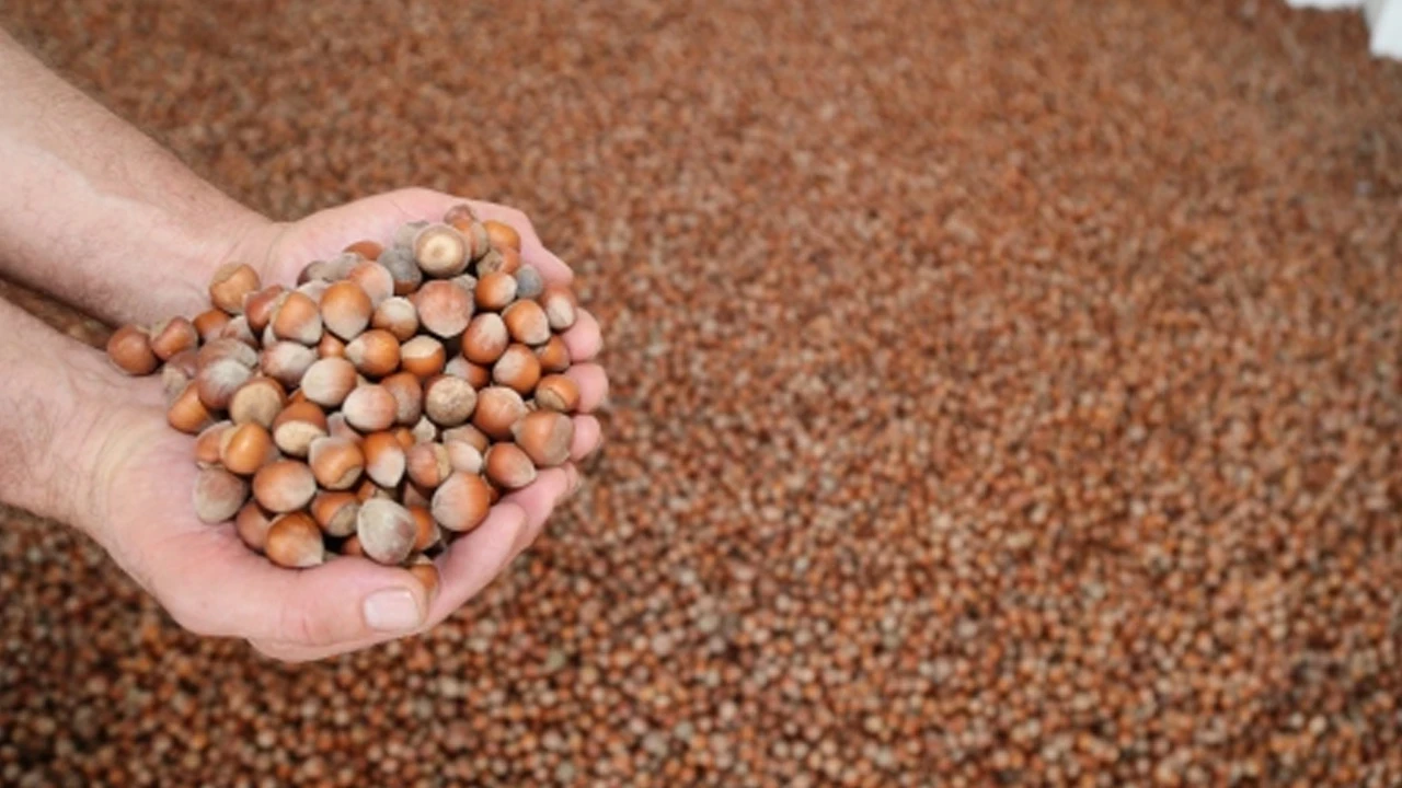 Düzce’den Avrupa'ya 5 bin 291 ton fındık ihracatı