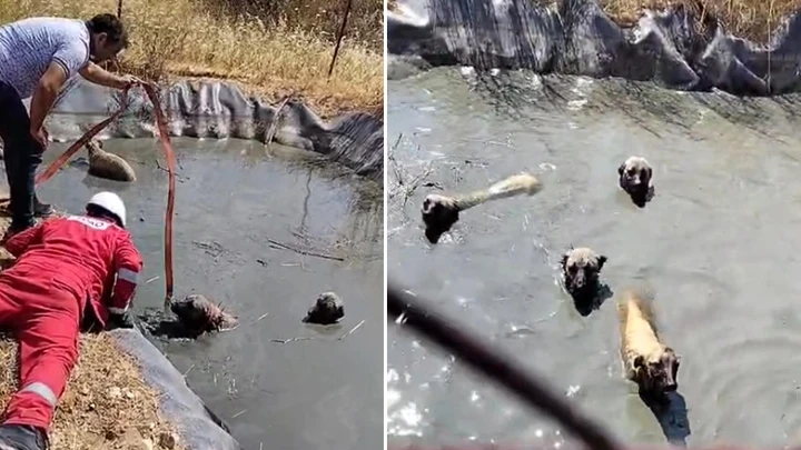 Tekirdağ'da gölette mahsur kalan 4 köpeği vatandaşlar kurtardı