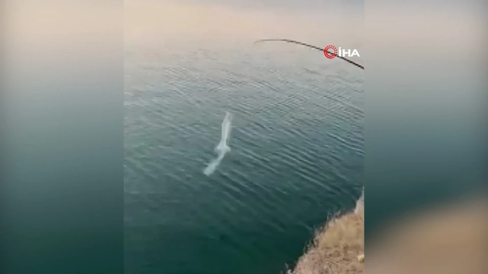 Keban Barajı'nda Amatör Balıkçıların Martı Sürprizi