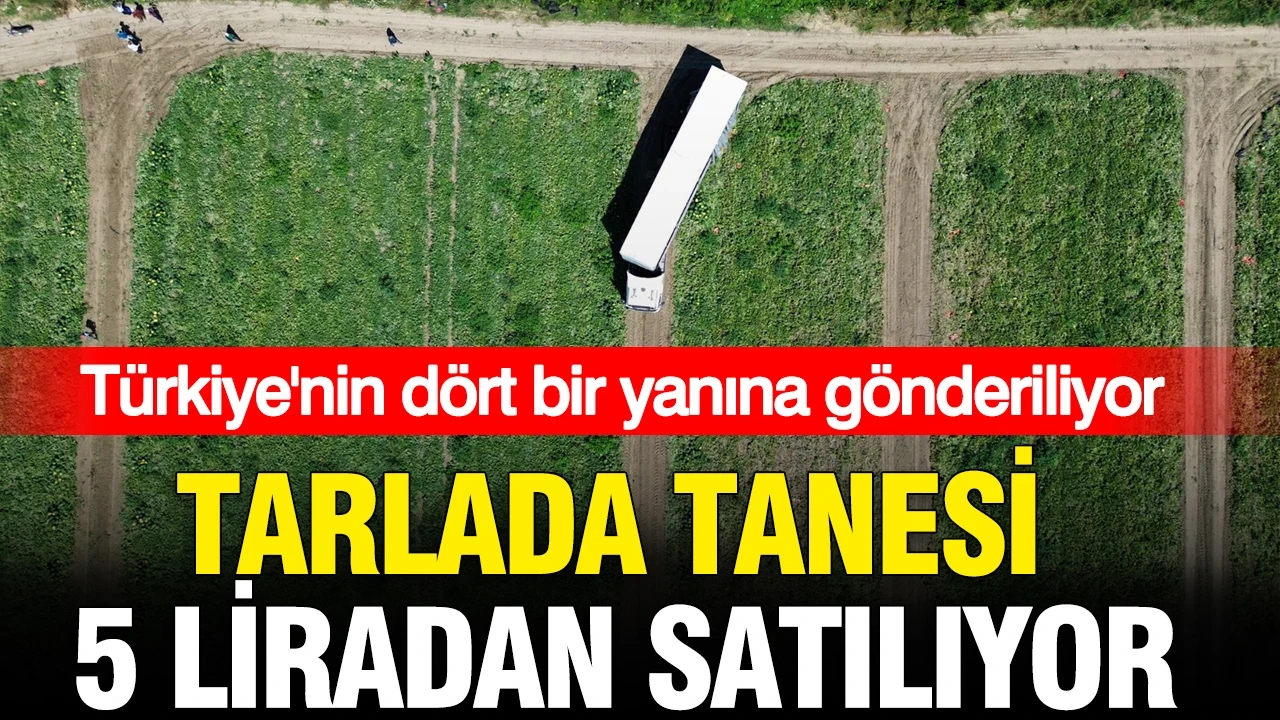 Tarlada tanesi 5 liradan satılıyor: Türkiye'nin dört bir yanına gönderiliyor