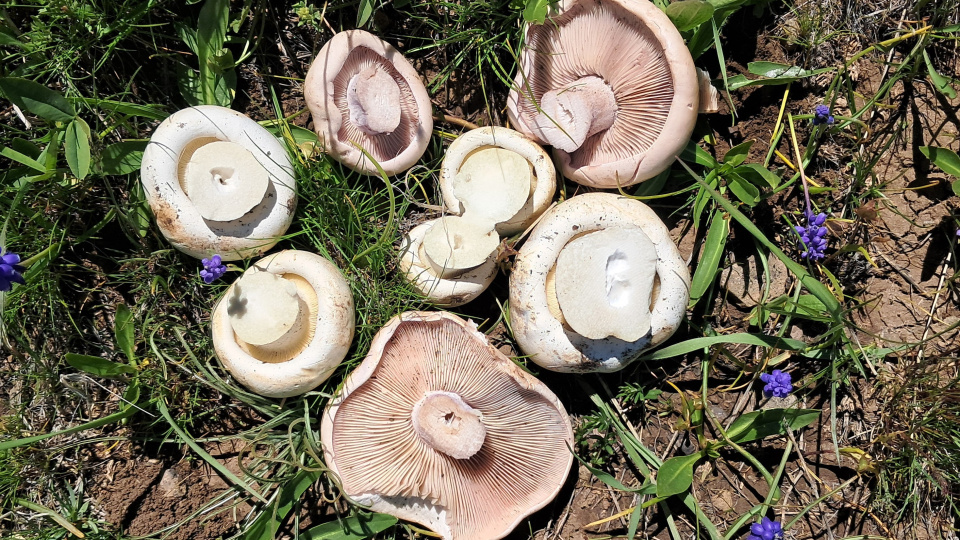 Zehirli mantarlara dikkat! Zehirsiz türler de tehlikeli hale geliyor