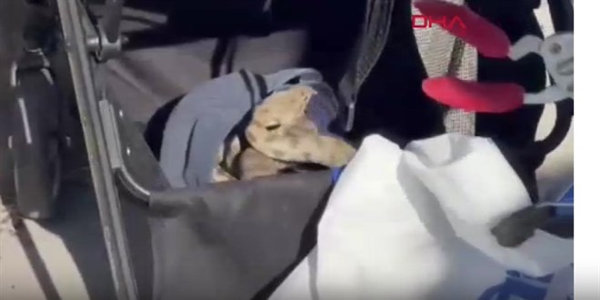 Bebek arabasından yılan çıktı