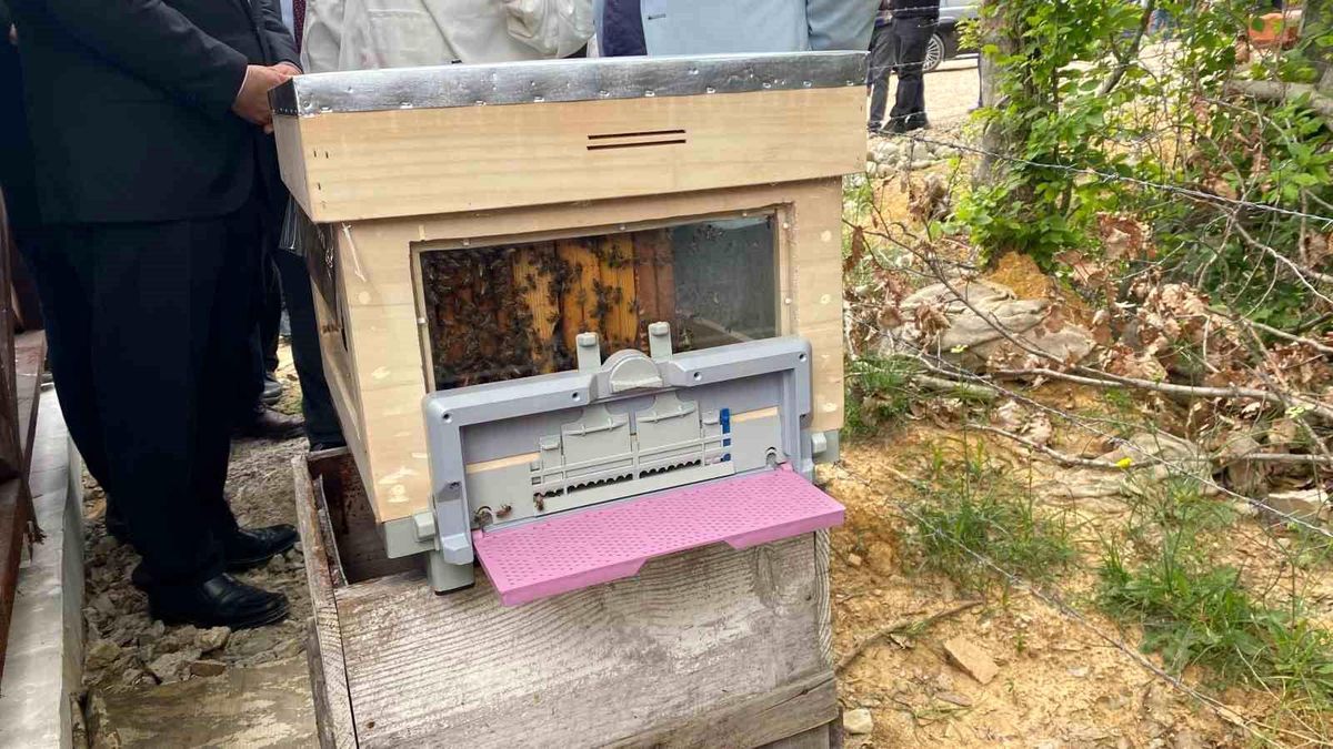 Sinop'ta Türkiye'nin 913'üncü bal ormanı hizmete açıldı