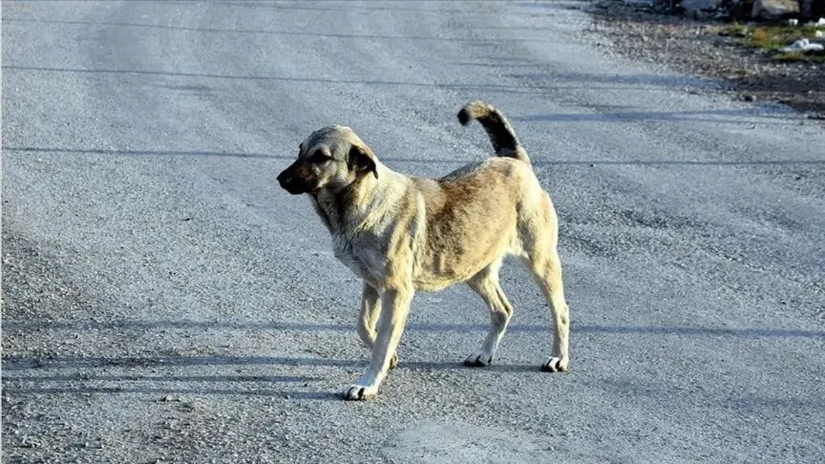 Köpek saldırıları sonrası düğmeye basıldı: Bakanlık o belediye başkanları için harekete geçt