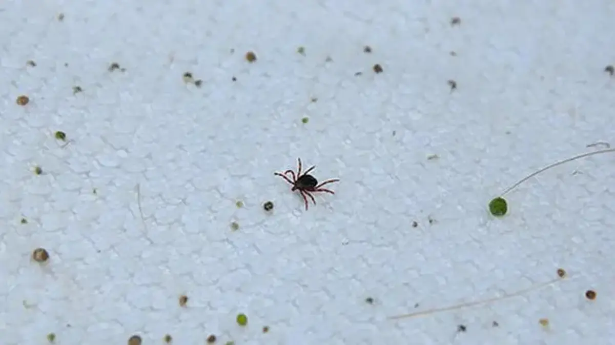 Havalar ısındı, kabus geri döndü! Uzmanlar 2 bölgeye dikkat çekip uyardı
