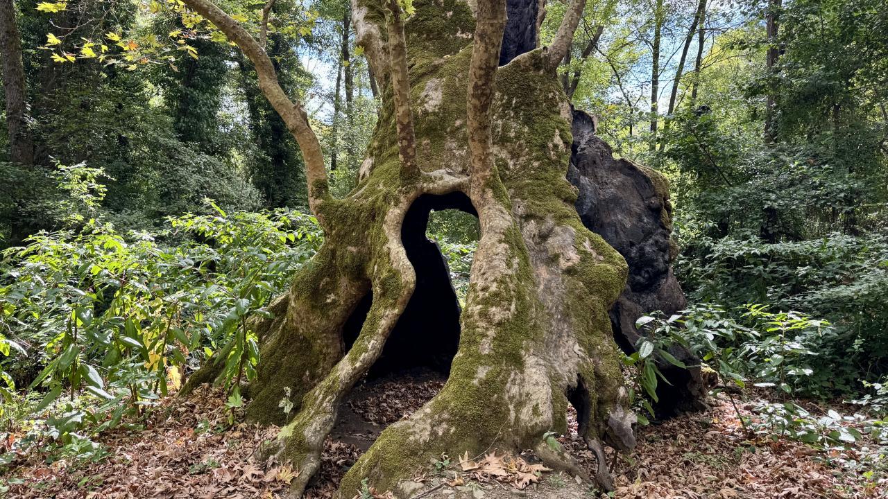 Robin Hood’un efsanevi sığınağı asırlık meşe öldü