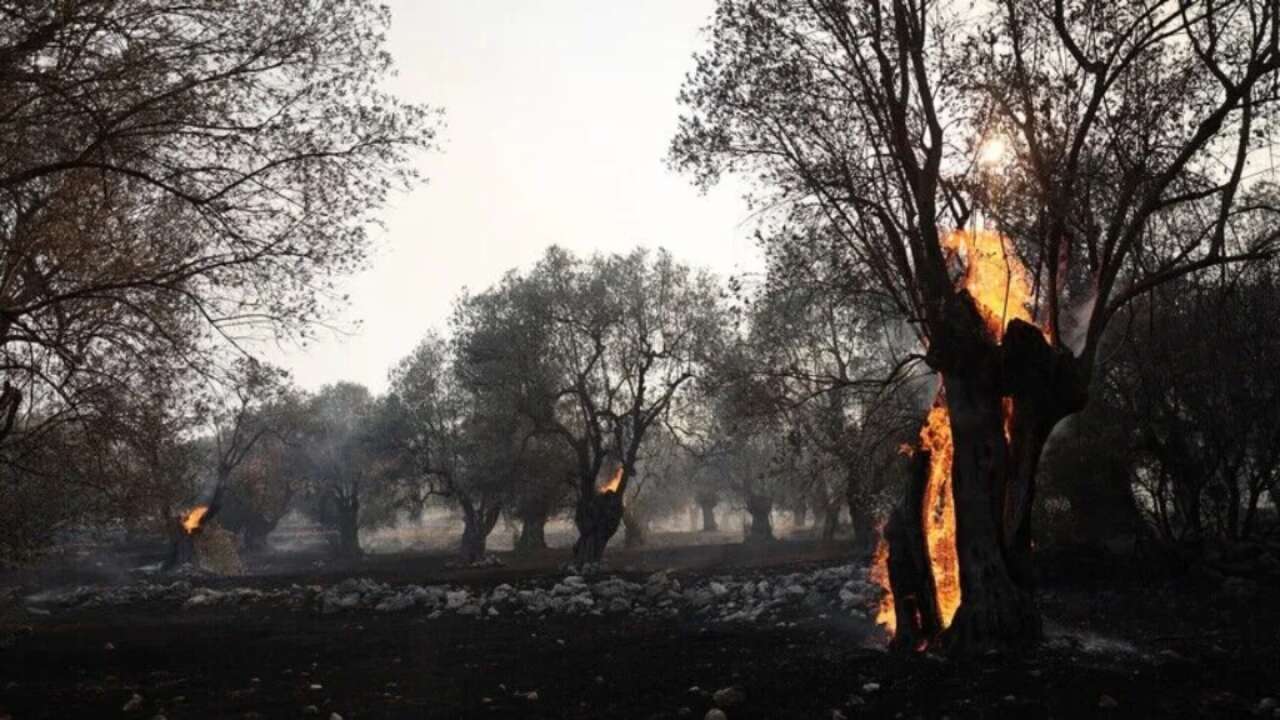 Yunanistan'da orman yangını: Yerleşim bölgesi tahliye edildi