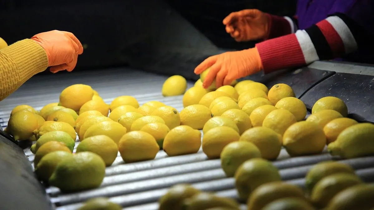 Türkiye dünyada 5'inci sırada! Limon ihracatı ilk 4 ayda 195 milyon dolara ulaştı
