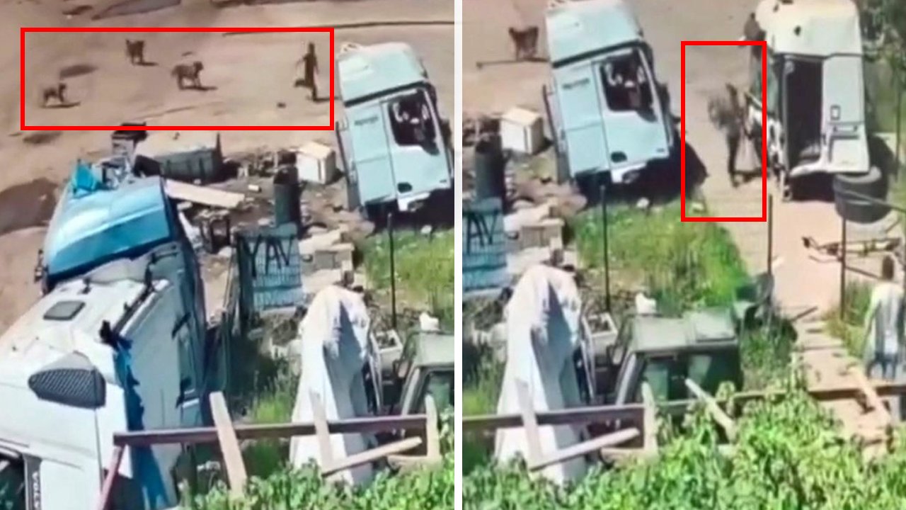 Şırnak'ta başıboş köpek dehşeti! Önce küçük çocuğa, şimdi de yaşlı adama saldırdılar