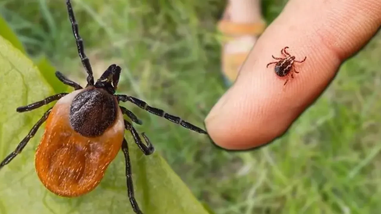 Burdur'da kene kabusu! KKKA teşhisi konulan kadın 15 gün sonra hayatını kaybetti