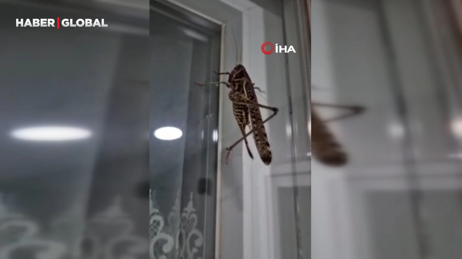 İstanbul'da dev çekirge hareketliliği: Birçok ilçe bu halde!