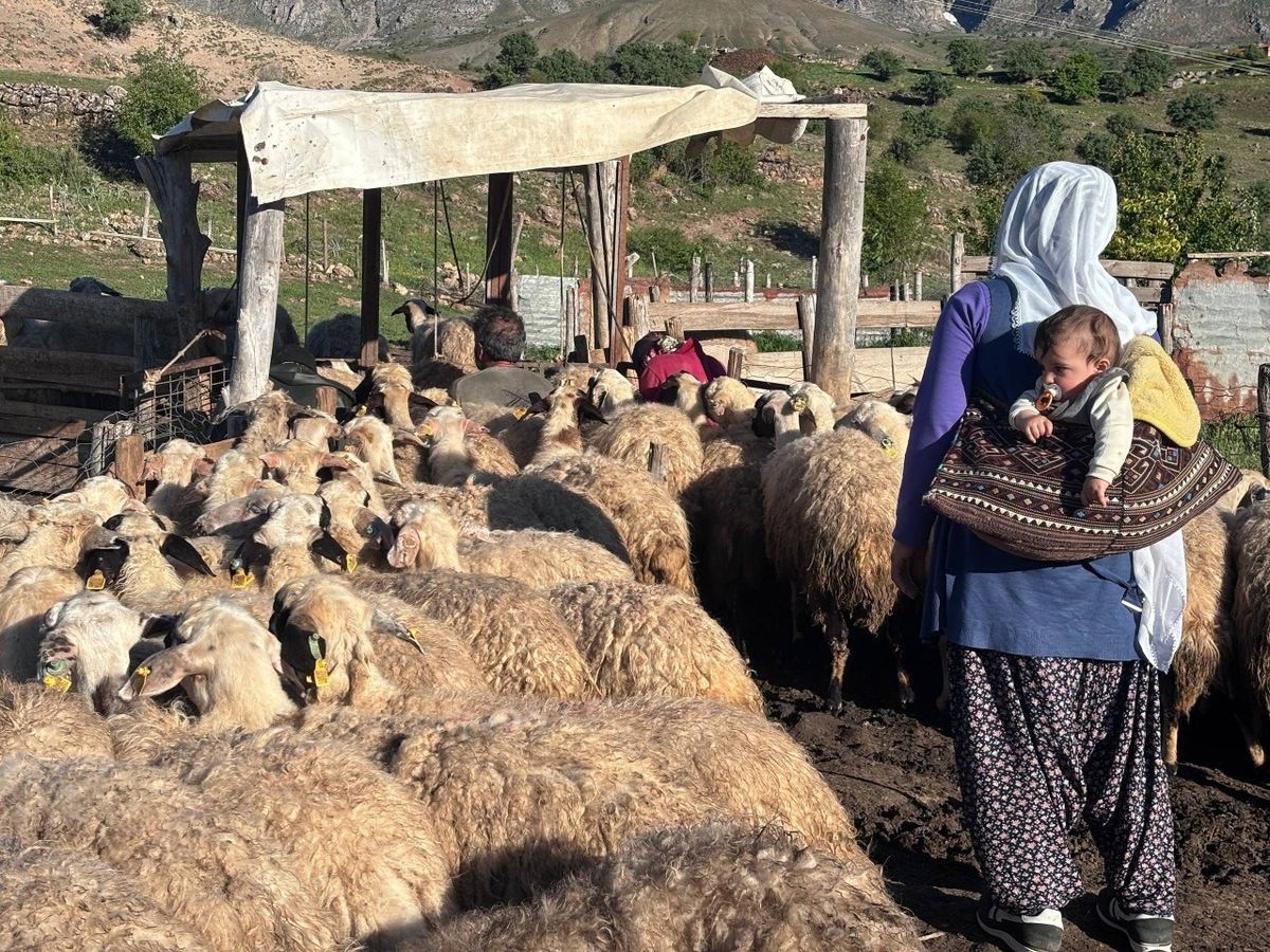 Erzincan Tulum Peyniri yaylalarda geleneksel yöntemlerle üretiliyor