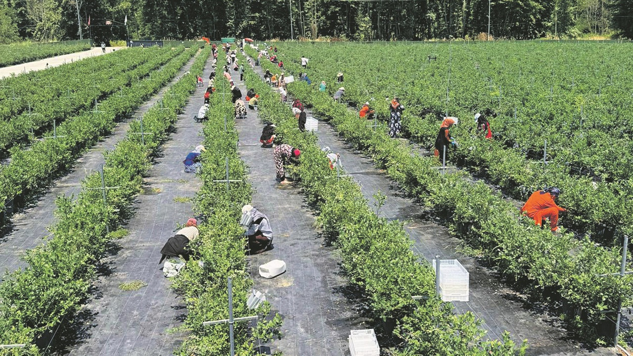 Tutku, Ar-Ge ve girişim sermayesi desteğiyle yaratılan örnek bir tarım hikayesi: Alova Farm