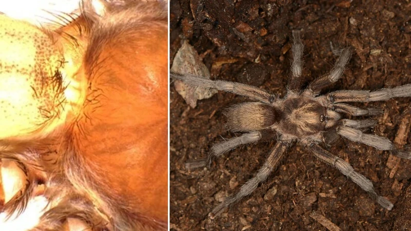34 yıl sonra ortaya çıktı: Türkiye'nin yeni tarantula türü tescillendi
