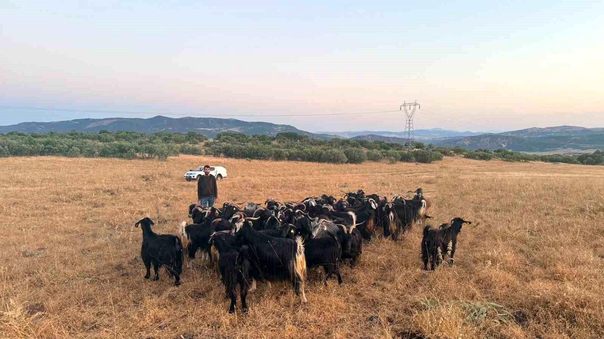Elazığ'da kaybolan 30 keçi dron destekli çalışmayla bulundu