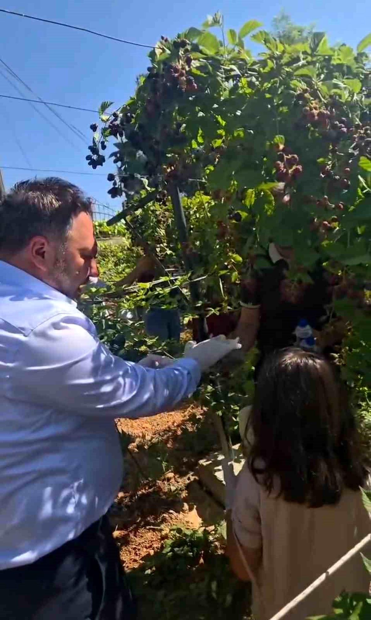 Siirt'te özel bireyler ve çocuklar böğürtlen hasadında buluştu