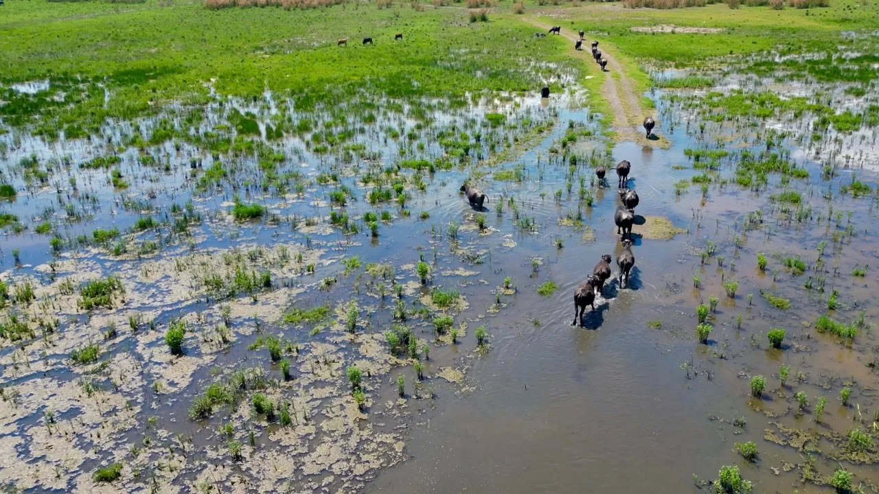 Mandalar sıcaktan kaçıp Eber Gölü’ne girdi! Görenler Serengeti sandı