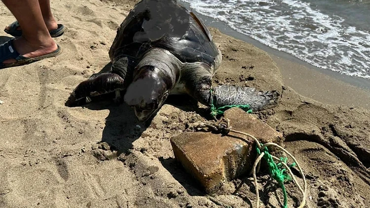 İzmir’de yürek yakan görüntü! Yüzgecine parke taşı bağlanmış ölü deniz kaplumbağası kıyıya vurdu