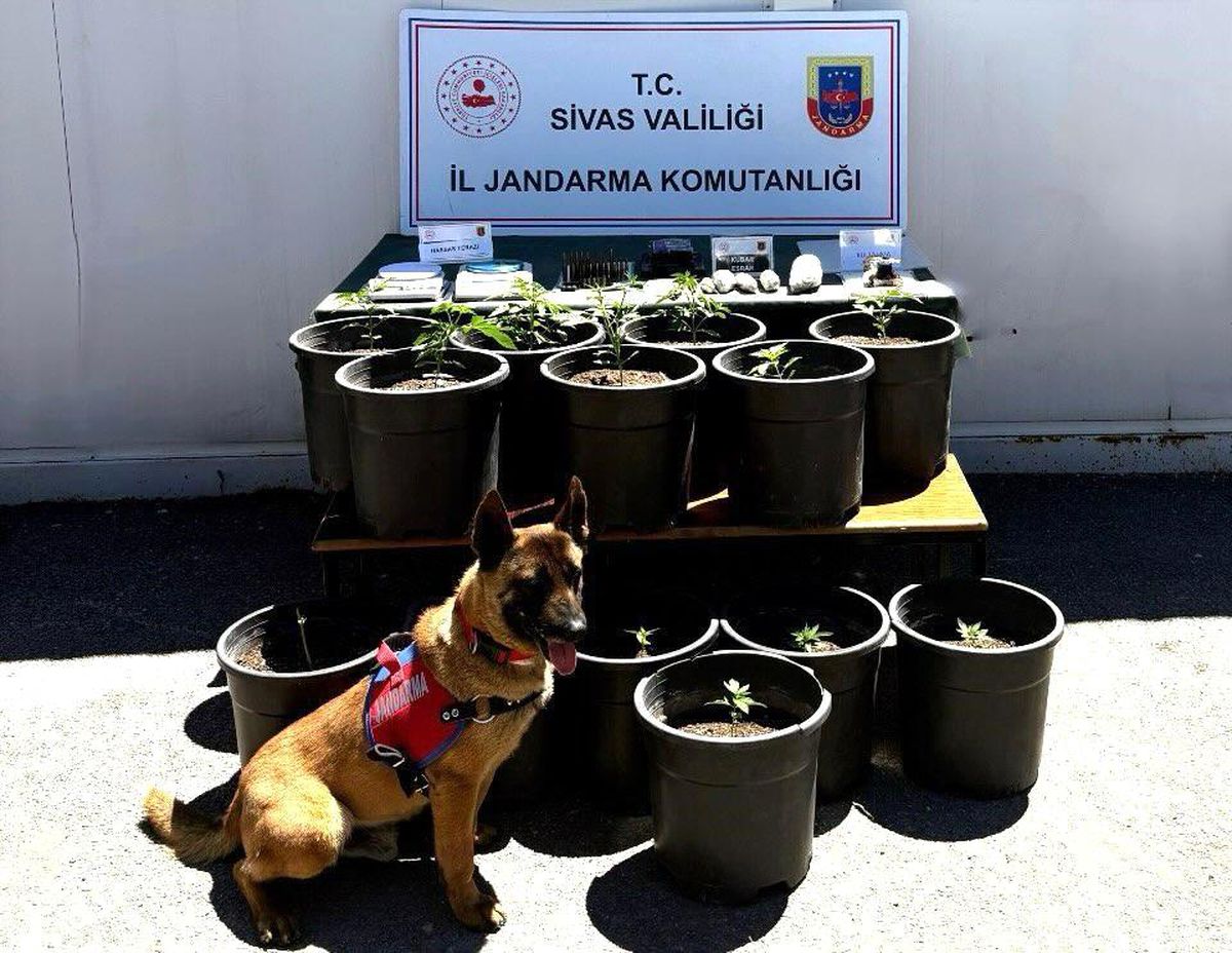 Saksıda yetiştirilen uyuşturucu fide aşamasında ele geçirildi