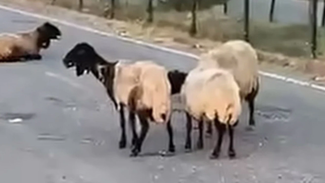 Suyu içen bir daha ayağa kalkamadı: Siirt'te korkunç sızıntı: 32 tanesi telef oldu