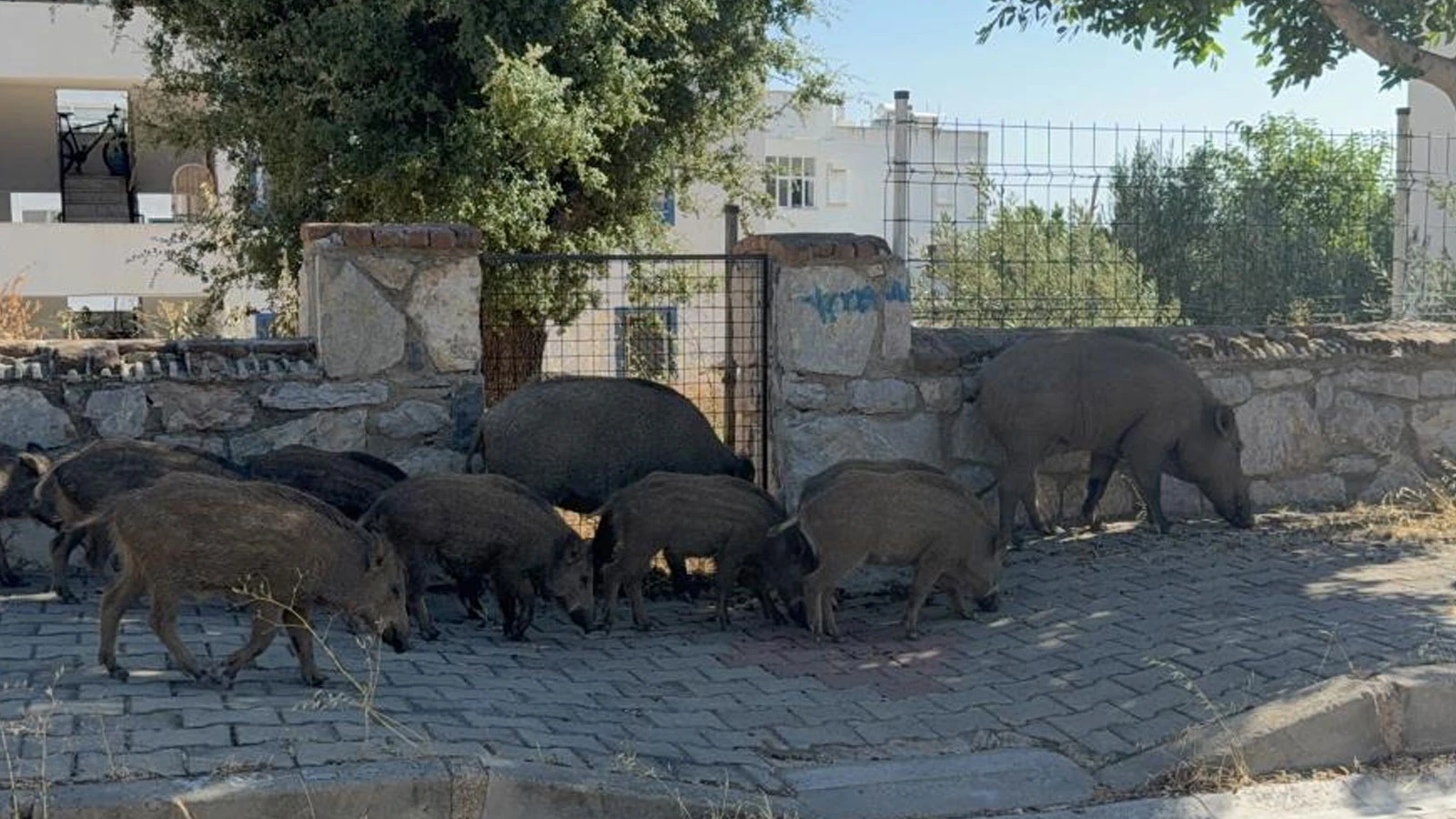 Bodrum'da gündüz vakti domuz sürüsü mahalleye indi