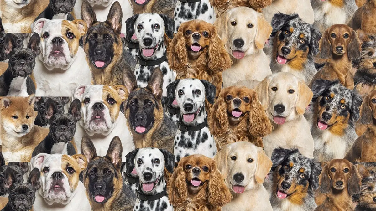 Zeka testi: Köpeklerin içindeki sevimli kedi nerede" 900 kişiden 21'i 10 saniyede başarılı oldu