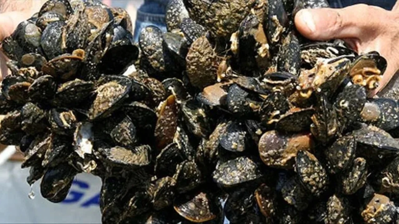 3 ton kaçak midye ele geçirildi
