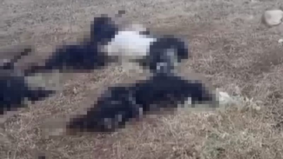 Mutki'de sürünün üzerine yıldırım düştü: Onlarca küçükbaş hayvan öldü