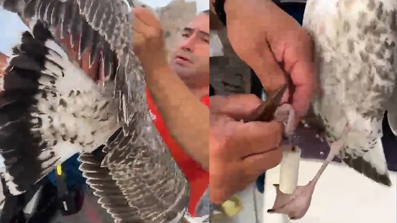 Antalya'da misinaya dolanıp mahsur kalan martıyı amatör balıkçılar kurtardı