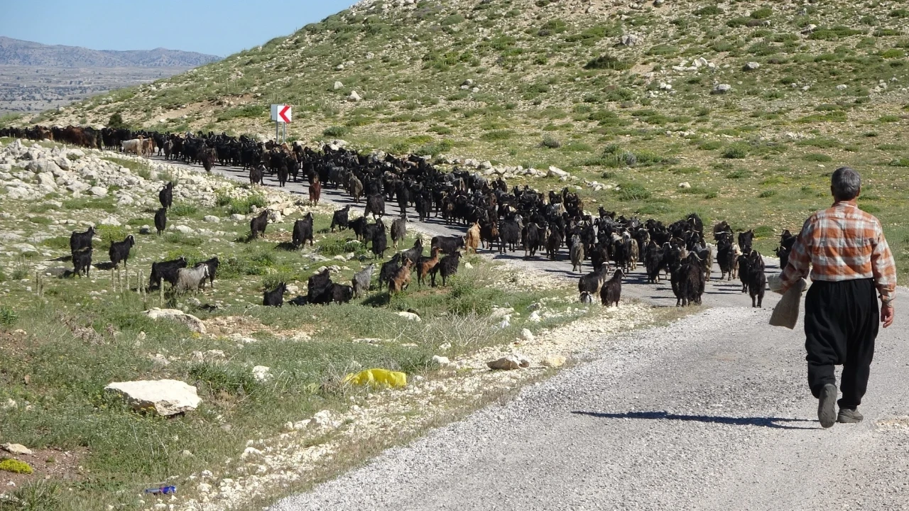 800 bin keçinin yaşadığı şehirde zorlu mesai başladı: Yaylaya göç başladı