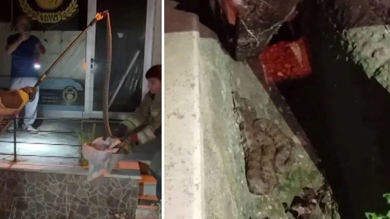 Evin bahçesine giren bir buçuk metrelik yılan korkuttu