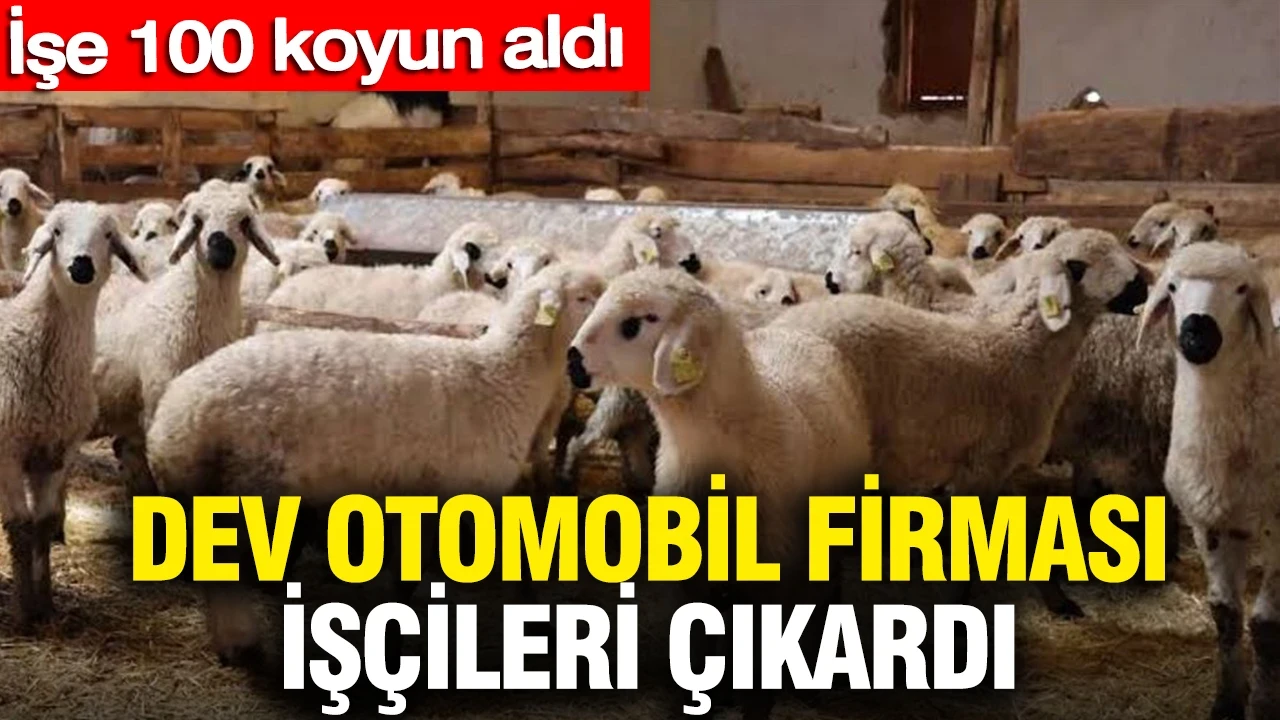 Dev otomobil firması işçileri çıkardı: İşe 100 koyun aldı