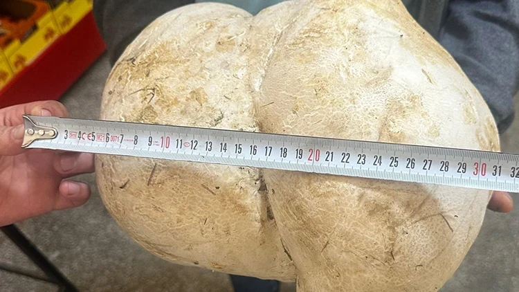 Ispartalı vatandaş evinin bahçesinde buldu: Tam 3,5 kilo | 'Ne olduğunu anlayınca çok şaşırdım'