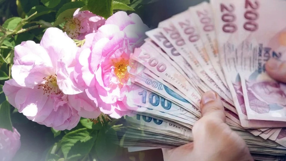 Isparta'da gül hasadı rekora koşuyor: Kozmetik devleri için 13 bin tonluk beklenti | Ekonomi Haberleri