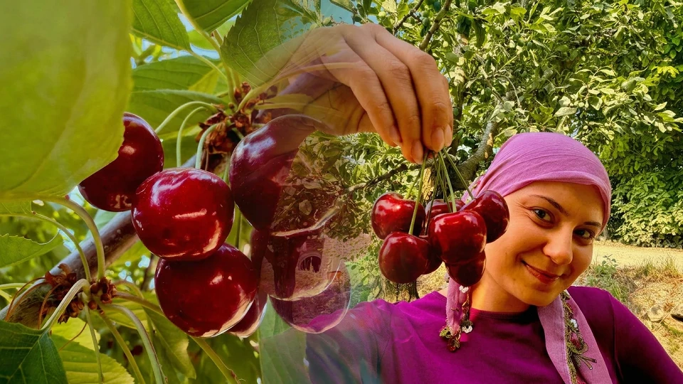İhracatlık kirazda hasat mesaisi başladı ancak fiyatlar şok etti! Üreticiler kara kara düşünüyor: Meğer maliyetleri bile