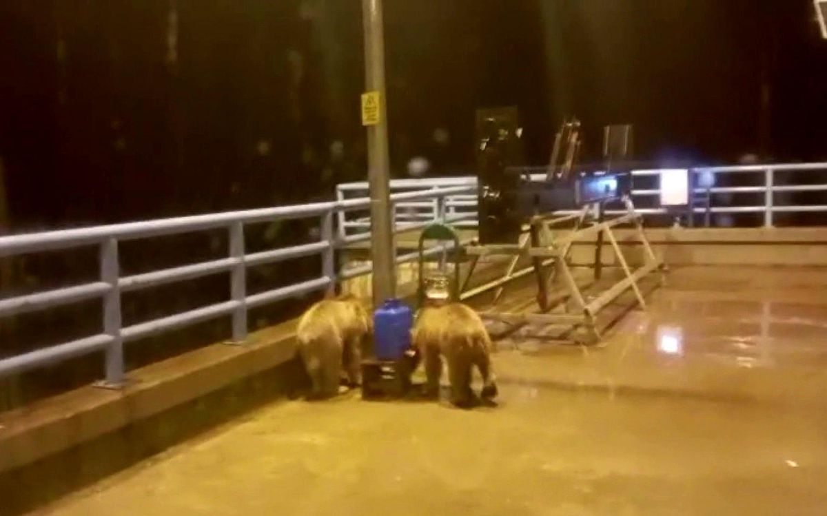 Barajda gece nöbeti tutan güvenlikçiye iki ayı yavrusu sürprizi