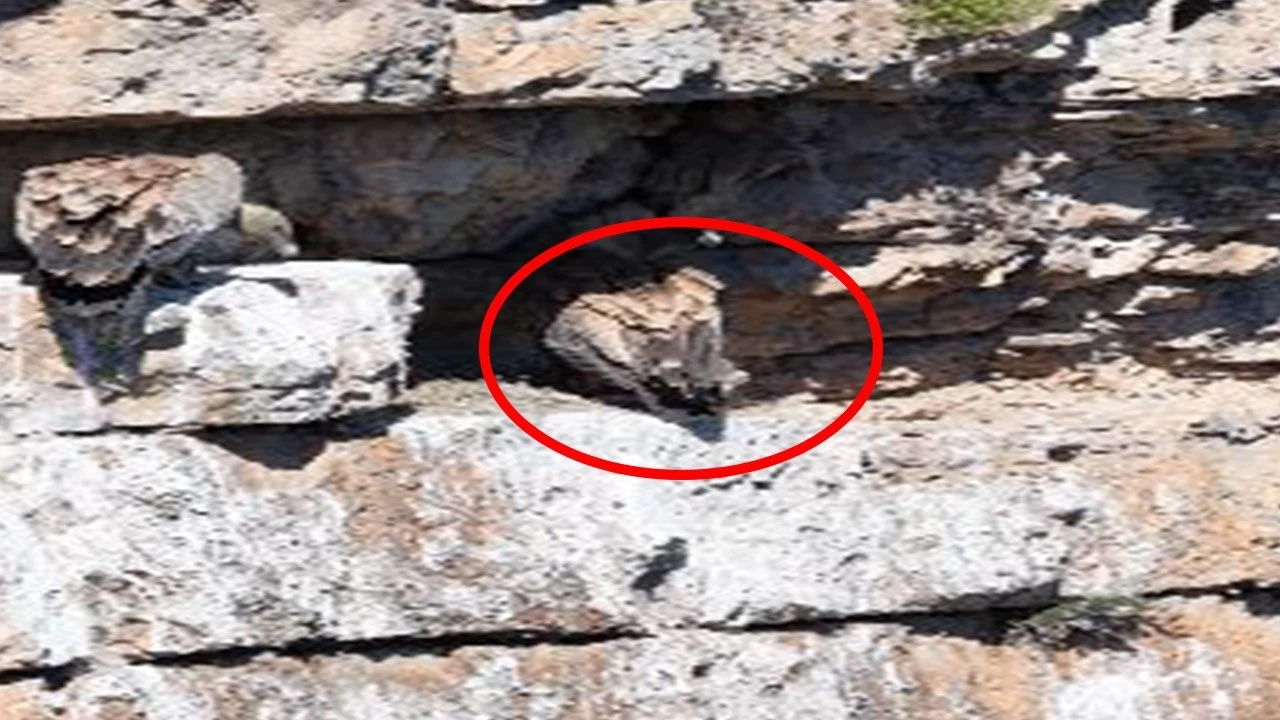 Artvin'de kayalıkların arasında ortaya çıktılar! Onları görmek çok ama çok zor