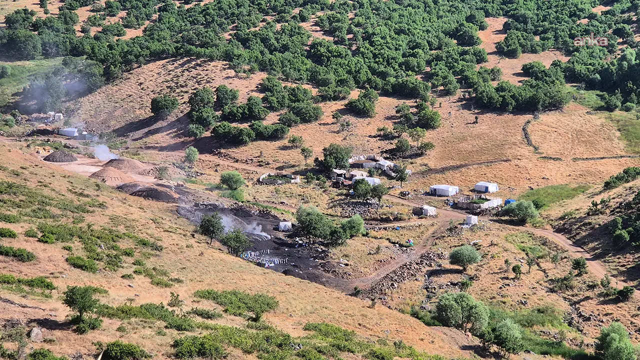 Bingöl'de orman kesimleri sürüyor: Çevre aktivistleri yetkililerden açıklama istedi