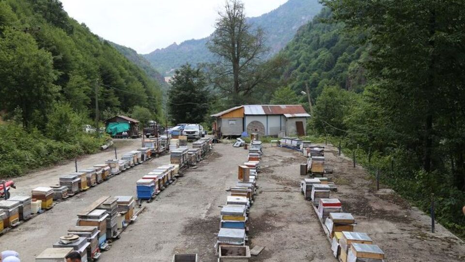 Artvin'de bal taban alım fiyatları belli oldu