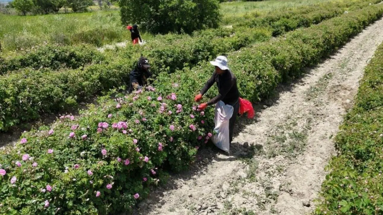 Isparta'nın pembe hazinesinin değeri dudak uçuklattı! 4 ton gülden elde ediliyor: Kilosu 645 bin TL'ye alıcı buluyor