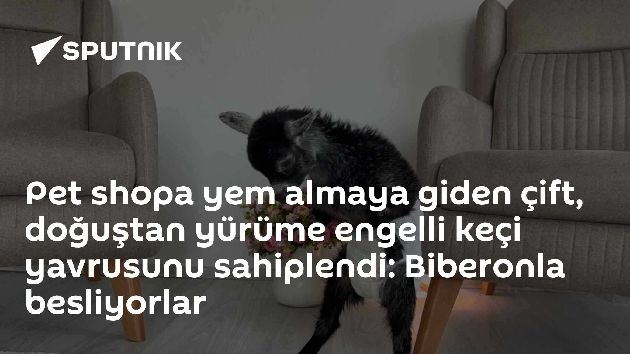 Pet shopa yem almaya giden çift, doğuştan yürüme engelli keçi yavrusunu sahiplendi: Biberonla besliyorlar