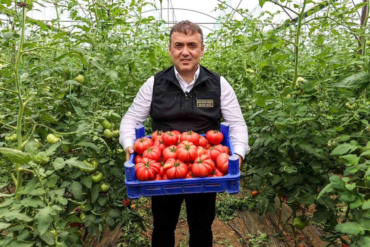 Bilecik'te örtü altı domates hasadı başladı