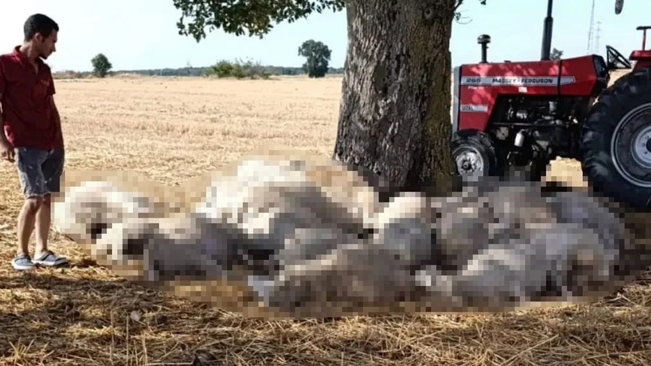 Edirne'de çok acı olay! 30 koyun telef oldu