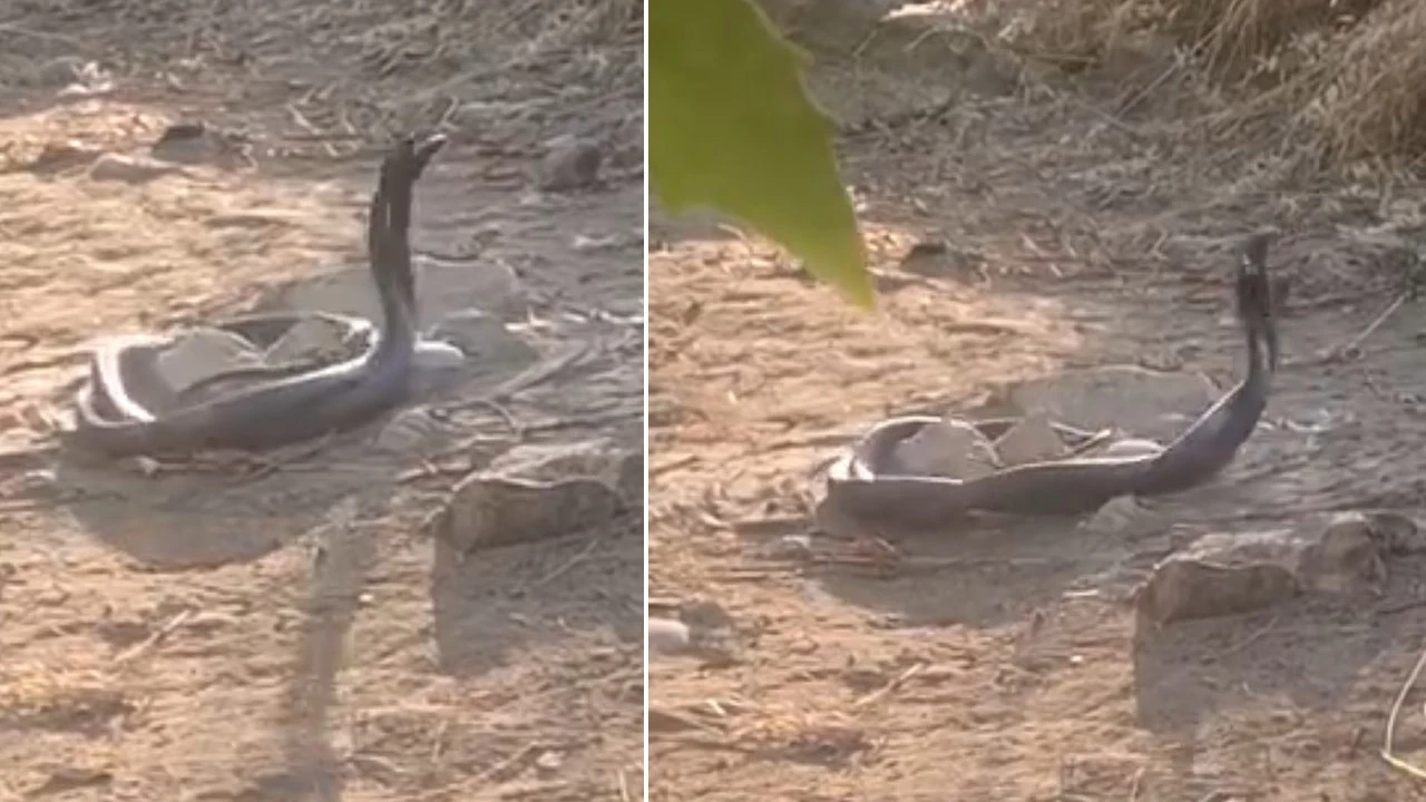 Siirt'te doğada 2 tanesi ortaya çıktı! Yaptıkları hareket endişe verici