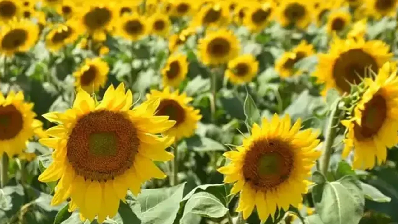 Ayçiçeği yağı için tarife kontenjanı açıldı