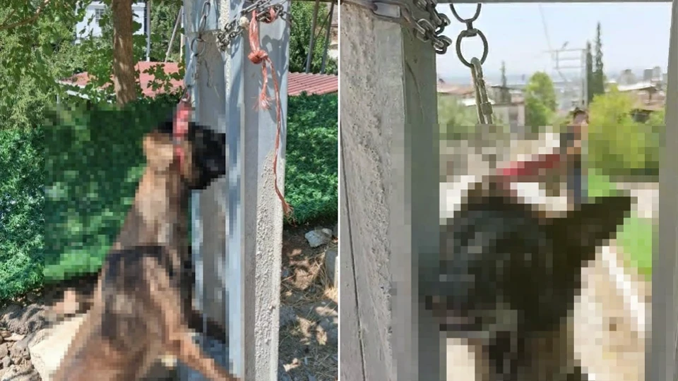 Hatay'ın Kırıkhan ilçesinde çalınan köpek elektrik direğinde asılı bulundu